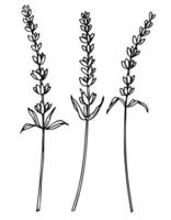 Lavender Flowers vector set. Hand drawn illustration of Provence herbs on white isolated background panted by black inks in line art style. Drawing of Lilac for greeting cards or wedding invitations.