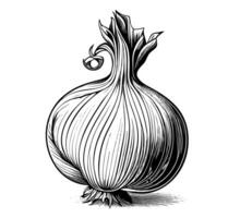 Onion vegetable sketch hand drawn in doodle style illustration photo
