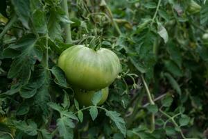 Green tomatoes growing on a bush in the garden. Organic farming. photo