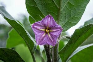 Purple eggplant flower in the garden. Selective focus. photo