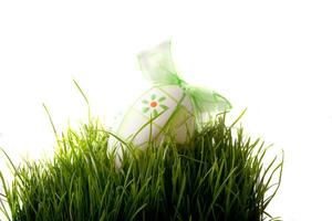 Easter green young wheat on a white background photo