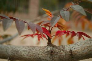 Varied Colors of Spring photo