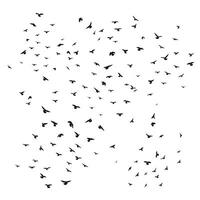 Sketch drawing of a silhouette of a flock of birds flying forward, cling together. Takeoff, flying, flight, flutter, hover, soaring, landing vector