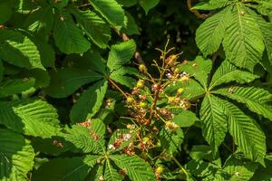 Aesculus hippocastanum horse chestnut fruit on a tree in May. photo