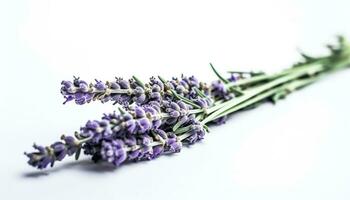 Purple herbal flower, nature scented bouquet, on white background generated by AI photo