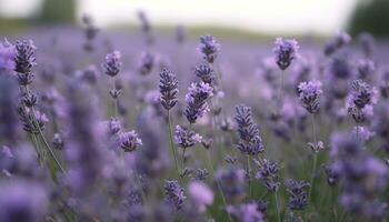 púrpura flor en naturaleza, cerca arriba al aire libre, belleza en hierba florecer generado por ai foto