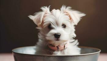 Cute puppy sitting, looking at camera, wet and fluffy generated by AI photo