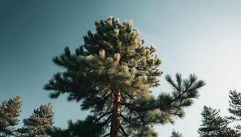 A majestic pine tree stands tall in the tranquil forest generated by AI photo