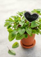 A pot with fresh sorrel microgreens photo