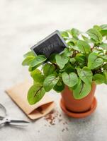 A pot with fresh sorrel microgreens photo