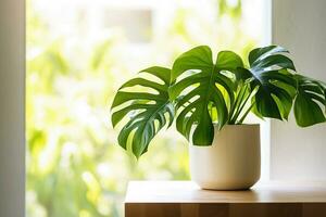 Ai generative. Monstera deliciosa plant in a pot, day light, sunny day photo