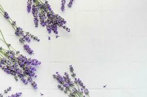 Fresh lavender flowers on a white tile background. photo
