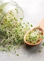 Microgreens grown in a jar. photo