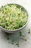 Microgreens grown in a jar. photo