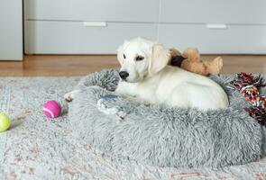 A puppy of a golden retriever is resting in a dog bed. photo