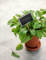 A pot with fresh sorrel microgreens photo