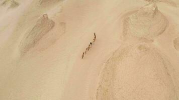 Camel troop in wind erosion terrain landscape, yardang landform. video