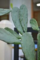 Cactus tree as one of the plant decorations. Garden decoration. Plants that tolerate hot weather and don't really need water photo