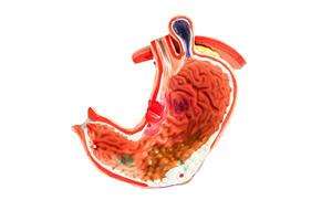 Stomach model isolated on white background with clipping path, anatomy model for study diagnosis and treatment in hospital. photo