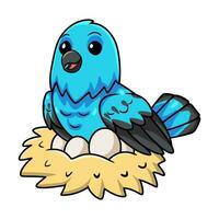 Cute spangled cotinga bird cartoon with eggs in the nest vector