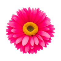 Pink daisy flower png transparent generative AI