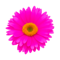 Flowers, Transvaal Daisy, Pink, Common Daisy, Mexican Pink, Blue, Yellow, Red, Transvaal Daisy, Pink, Common Daisy png generative AI