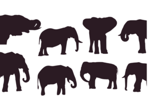 elefante silhouette, natura animale elefante , africano e asiatico elefanti, elefante con tronco e zanna silhouette, safari animali, in via di estinzione animale gigante elefante mammifero icona simbolo cartello png