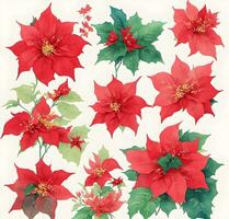 Christmas star, poinesettia plant on white photo