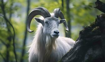 retrato de altai montaña cabra en bosque. foto