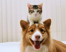 Portrait of a cute cat on the adorable pet dog. Concept of national pet day. photo