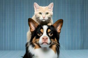 Portrait of a cute cat on the adorable pet dog. Concept of national pet day. photo