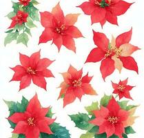 Christmas star, poinesettia plant on white photo