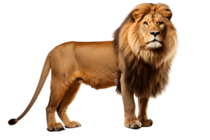 wild lion isolated on transparent background ,side view lion cut out ,generative ai png