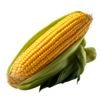 corn isolated on transparent background cut out ,corn cobs png ,generative ai