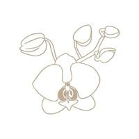 Simple icon of orchid flower twig with buds. Blooming orchid, line drawing. vector