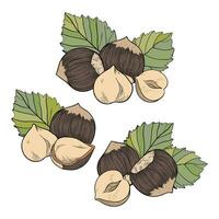 Set of hazelnuts, color compositions with kernels, shells and leaves. For packaging or labeling of snacks and hazelnut bars vector