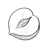 Hazelnut one kernel half simple icon in sketch style. Hatched nuts for packaging or labels vector