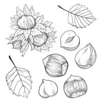 Set of hazelnuts, kernels, shells and leaves. For packaging or labels snacks and bars with hazelnut vector