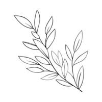 Twig with leaves of grass and plants. Forest herbs, for decorating invitations and thank you cards vector