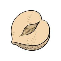Hazelnut one fruit in a section. Colored nut icon for bars and products vector