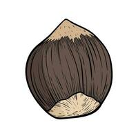 Hazelnut single fruit in shell. Walnut color lined icon vector