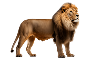 wild lion isolated on transparent background ,side view lion cut out ,generative ai png