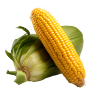 corn isolated on transparent background cut out ,corn cobs png ,generative ai