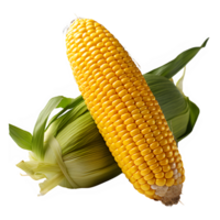 corn isolated on transparent background cut out ,corn cobs png ,generative ai