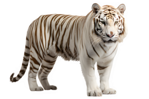 blanco Tigre aislado en transparente antecedentes ,blanco Tigre lado ver cortar fuera ,generativo ai png