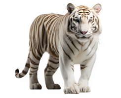 white tiger isolated on transparent background ,white tiger side view cut out ,generative ai png