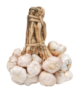 Bunch of garlic png