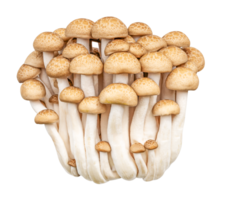 Shimeji champignon png