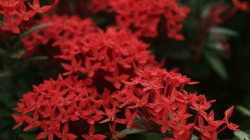 Needle flower-The red needle flowers moving with the morning breeze is a beautiful nature while there are insects and bees swarming with nectar in the beautiful morning nature. video