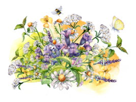 Bouquet of chamomile, nettle, medicinal plants, watercolor splash illustration. Purple, yellow flower, bee, butterfly hand drawn. Design for label, package, postcard, card. png